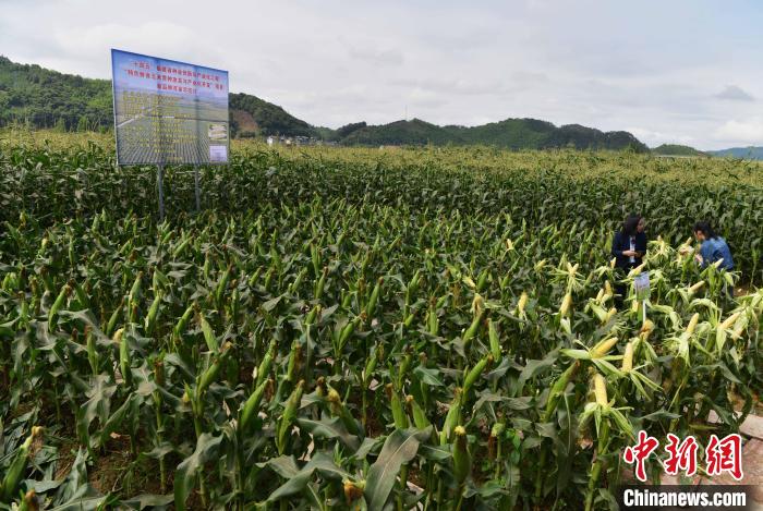 圖為甜玉米新品種“閩雙色6號(hào)”百畝示范片現(xiàn)場(chǎng)測(cè)產(chǎn)驗(yàn)收會(huì)在建甌市云頭村萬(wàn)畝鮮食玉米生產(chǎn)基地舉行?！埍?攝