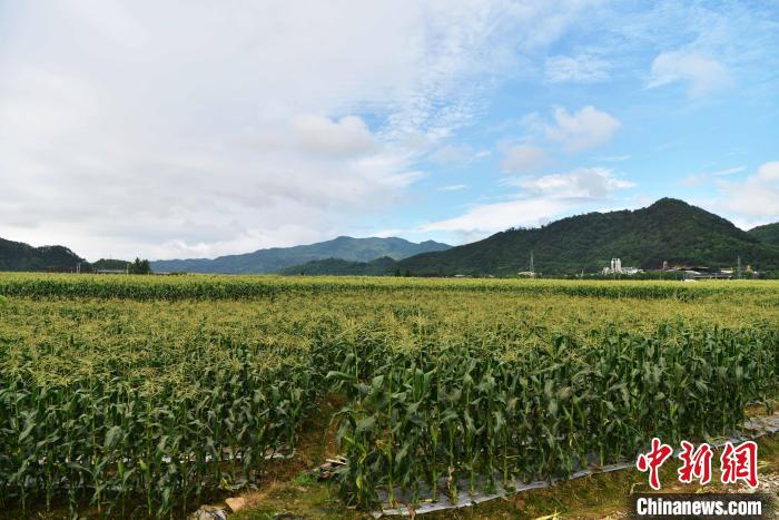 圖為“閩雙色6號(hào)” 玉米種植示范片?！埍?攝