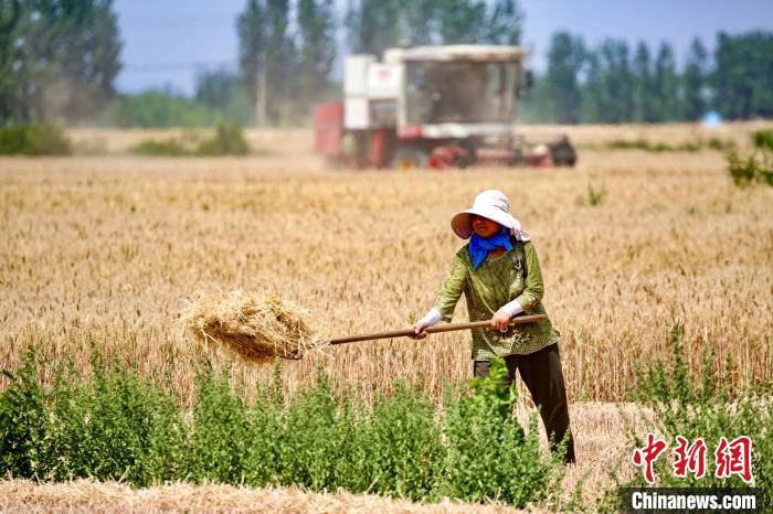 6月6日，中國傳統(tǒng)二十四節(jié)氣“芒種”當天，山東省泰安市岱岳區(qū)田間一派豐收的景象。　陳陽 攝