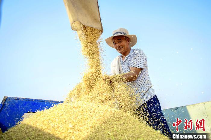 農(nóng)民及種糧大戶抓住晴好天氣，搶收搶種?！￡愱?攝