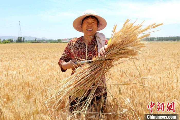 農(nóng)民享受豐收的喜悅?！￡愱?攝