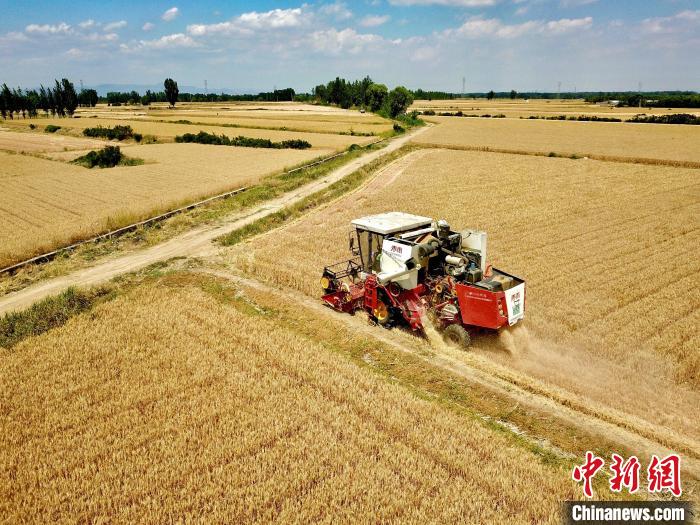 田間來回穿梭的收割機和著“咚咚咚”的馬達聲，奏響了農(nóng)民豐產(chǎn)豐收的序曲?！￡愱?攝