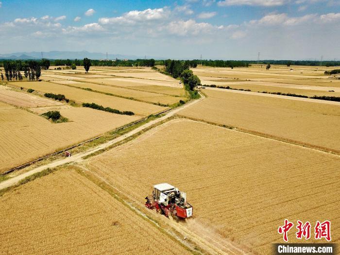 田間來回穿梭的收割機和著“咚咚咚”的馬達聲，奏響了農(nóng)民豐產(chǎn)豐收的序曲?！￡愱?攝