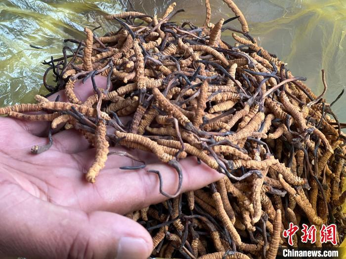 圖為冬蟲(chóng)夏草?！±罱瓕?攝