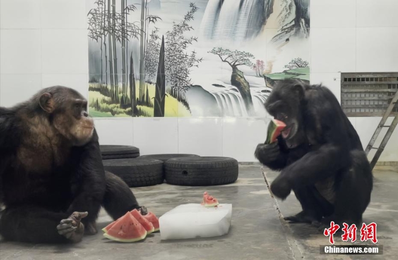 吃冰鎮(zhèn)西瓜、泡冷水澡 動(dòng)物避暑有妙招