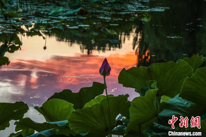 紫竹院公園往年資料圖?！”本┦泄珗@管理中心供圖