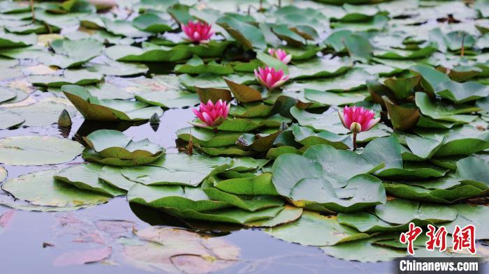 圖為今夏的國家植物園北園?！”本┦泄珗@管理中心供圖