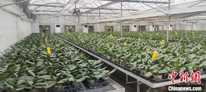 “臺企快服貸”打造破解中小微臺企貸款難點“福建經(jīng)驗”