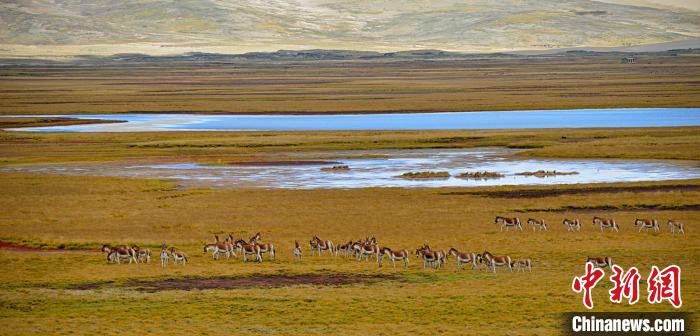 圖為黃河源頭藏野驢群?！《嗵?攝