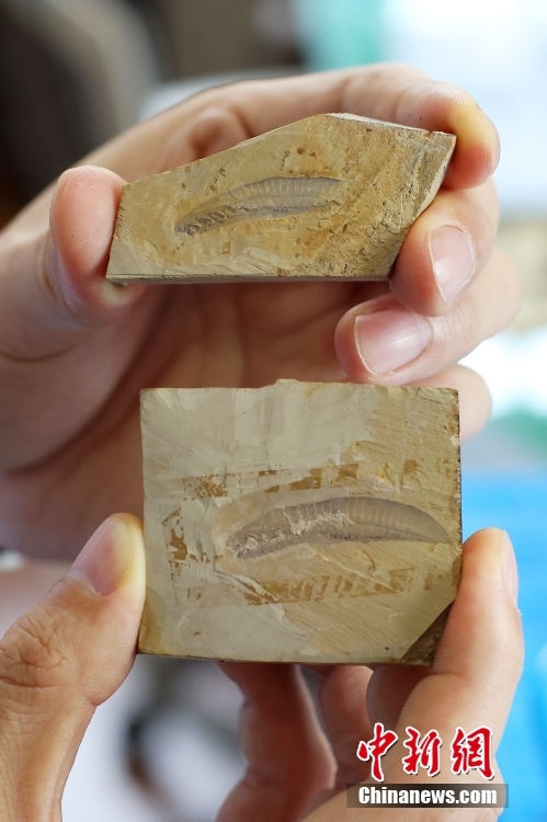 中國科學(xué)家發(fā)現(xiàn)迄今為止最原始脊椎動物