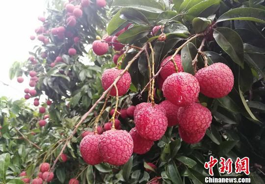 資料圖：增城掛綠荔枝。 程景偉 攝