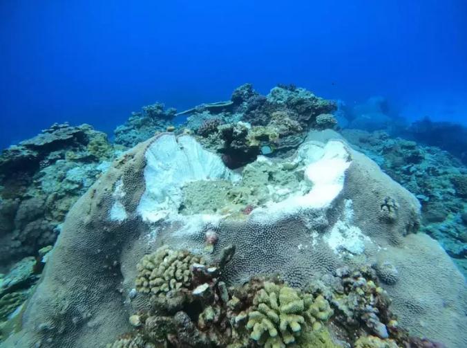臺東縣綠島石朗保護區(qū)水下珊瑚礁再遭港區(qū)施工船只錨定纜繩破壞，縣府將開罰并要求船只停運。圖片來源：臺灣《聯(lián)合報》 侯政廉提供。
