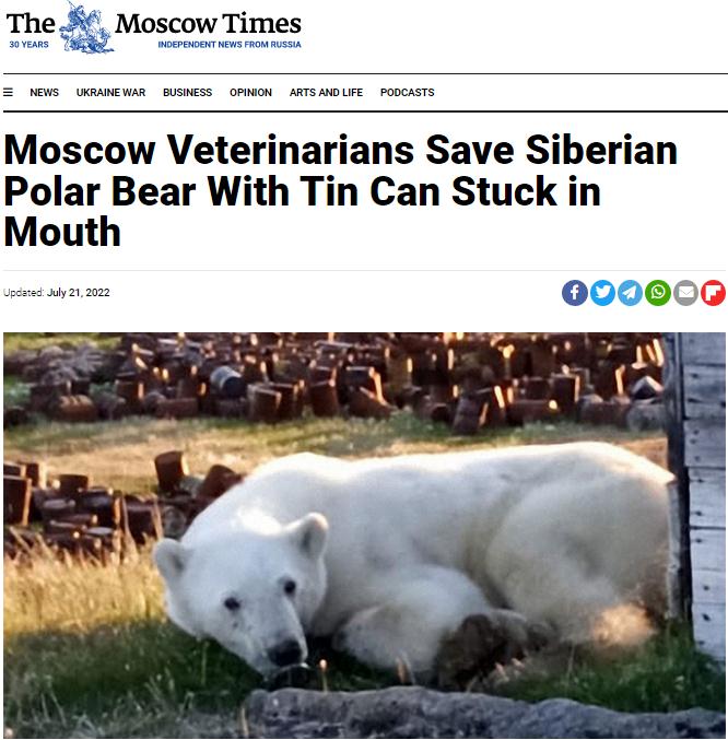 近日，俄羅斯極北地區(qū)，一頭雌性北極熊因舌頭被煉乳罐頭卡住而向附近居民求救。圖片來源：《莫斯科時(shí)報(bào)》報(bào)道截圖