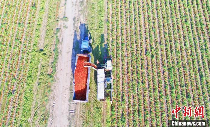 焉耆墾區(qū)今年種植的番茄，預(yù)計(jì)平均畝產(chǎn)量可達(dá)10噸左右?！“卓吮?攝