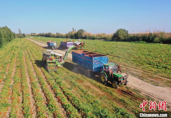 今年由于氣候適宜，采收期比去年提早約十天?！“卓吮?攝