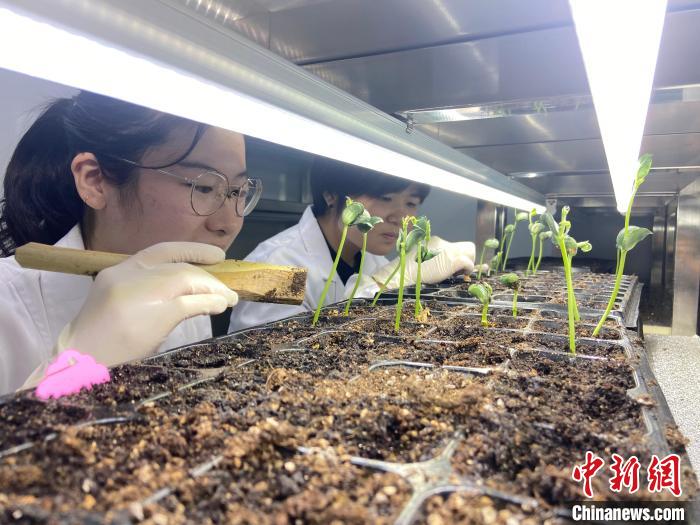 載人航天助力太空育種“來(lái)自星星的大豆”現(xiàn)身浙江衢州