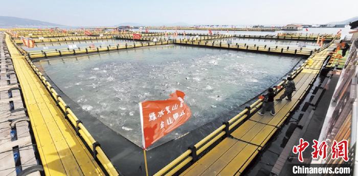 新型環(huán)保漁排內(nèi)養(yǎng)殖大黃魚?！〗冻菂^(qū)融媒體中心 供圖