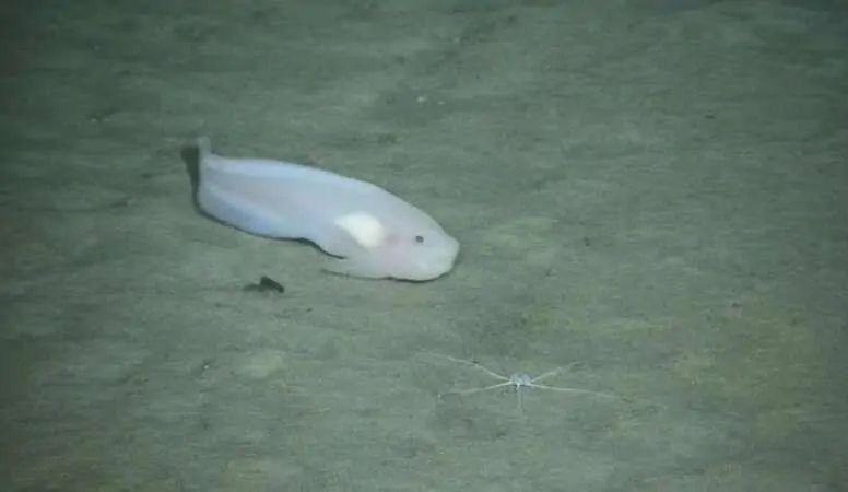 “海斗一號”高清拍攝海洋生物。（圖源：中科院沈陽自動化研究所）