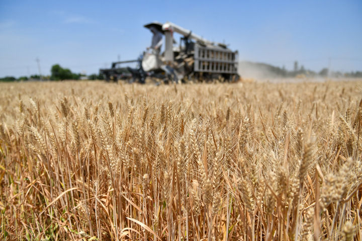 在山東省濟(jì)南市長清區(qū)歸德街道翟莊村，農(nóng)民駕駛農(nóng)機(jī)收獲小麥。（圖源：新華社）