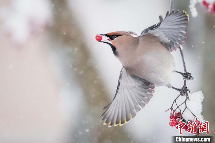 “自然界中的關(guān)系”冠軍圖片：一只太平鳥(niǎo)在享用已發(fā)酵的北歐花楸果實(shí)?！lwin Hardenbol　攝