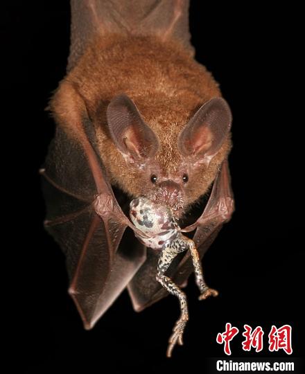 “自然界中的關(guān)系”亞軍圖片：一只蝙蝠通過(guò)追蹤青蛙的求偶叫聲成功定位了自己的晚餐?！lexander T. Baugh　攝