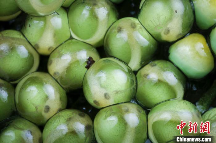 “生命特寫”冠軍圖片：白點(diǎn)樹(shù)蛙大家族的發(fā)育早期?！randon André Güell　攝