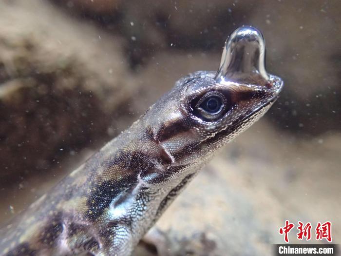“生命特寫”亞軍圖片：一只安樂(lè)蜥頂著一個(gè)泡泡以便水下呼吸?！indsey Swierk　攝