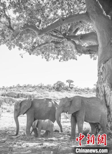 “受威脅的生命多樣性”冠軍圖片：幾只非洲象在一棵猴面包樹(shù)下躲避烈日?！amantha Kreling　攝