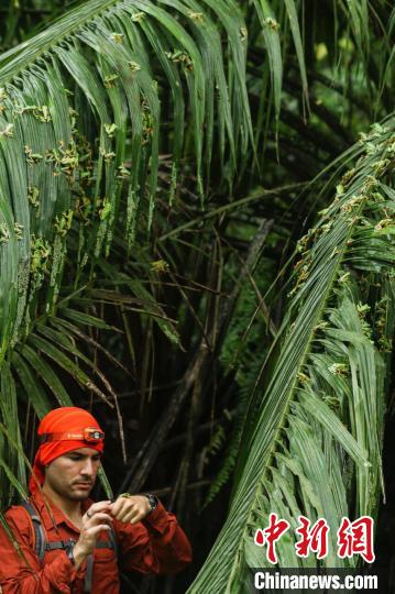 “研究進(jìn)行中”亞軍圖片：站在數(shù)千產(chǎn)卵中的白點(diǎn)樹(shù)蛙中的研究者Brandon André Güell?！randon André Güell 供圖