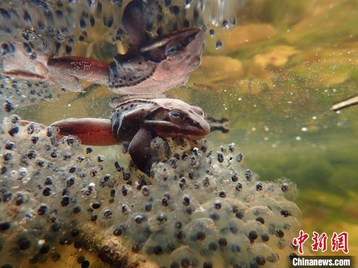 “受威脅的生命多樣性”亞軍圖片：一只雄性林蛙緊貼著一大坨卵?！indsey Swierk　攝