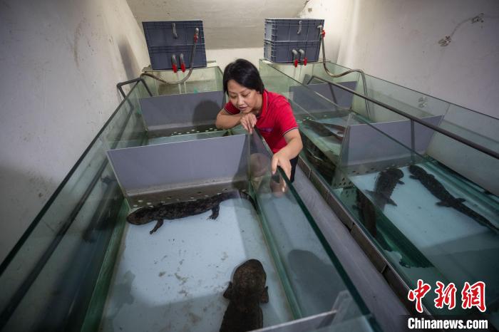 王媛媛正在查看娃娃魚生長情況。　高博 攝