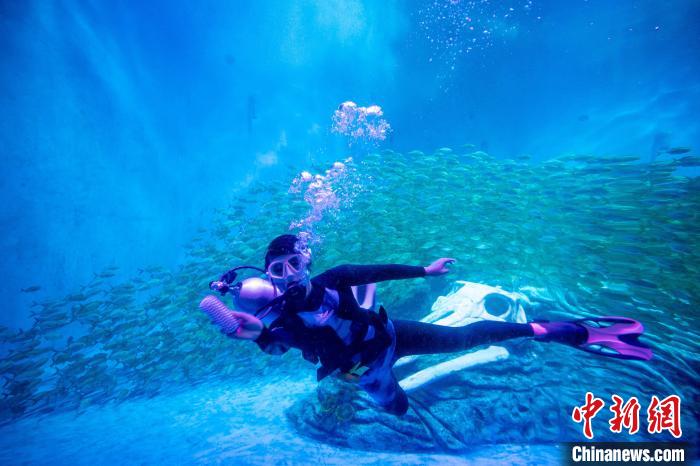 王媛媛正在魚缸里擦藻。　高博 攝