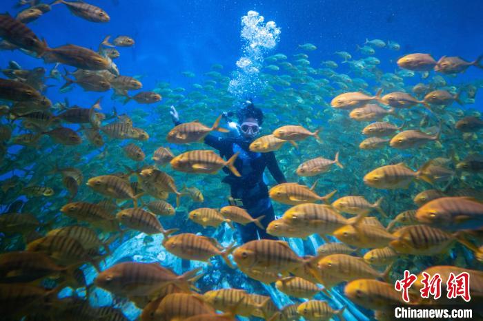 絢麗多彩的魚群從王媛媛身邊游過?！「卟?攝