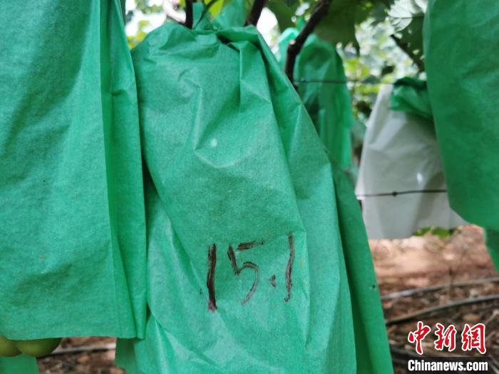 圖為測(cè)糖師在甜度未達(dá)標(biāo)的葡萄套袋上做標(biāo)記?！∈┌?攝