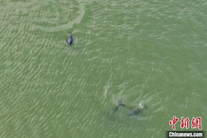 圖為3-4頭江豚在水中暢游，時而逐浪嬉戲，時而“拖家?guī)Э凇睌y幼崽同游。(資料圖) 劉占昆 攝