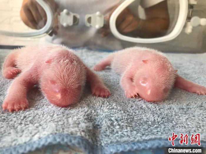 秦嶺大熊貓“秦秦”產(chǎn)下龍鳳胎。　秦嶺大熊貓研究中心供圖