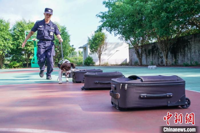 圖為唐琥犀帶著緝毒犬“牛?！边M行嗅探搜索訓練?！￡惞谘?攝