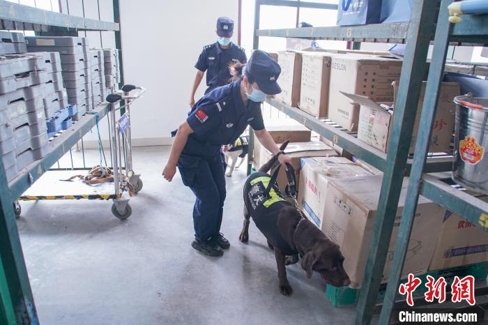 圖為黃曉莉和唐琥犀帶著警犬在南寧東站行包房對快遞箱包進行“二次安檢”。　陳冠言 攝