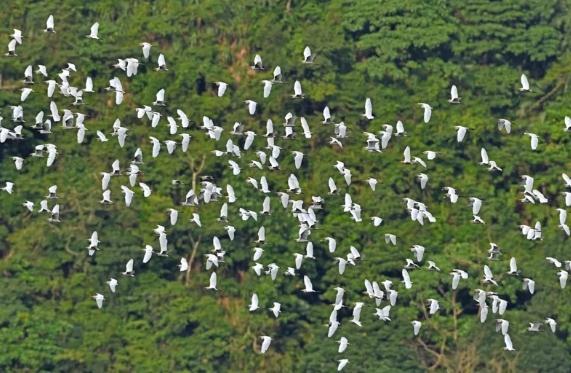 嘉義縣梅山鄉(xiāng)太興村“萬鷺朝鳳”，是每年秋天限定的特色生態(tài)景觀。圖片來源：臺灣《聯(lián)合報》(阿里山風(fēng)景管理處提供)