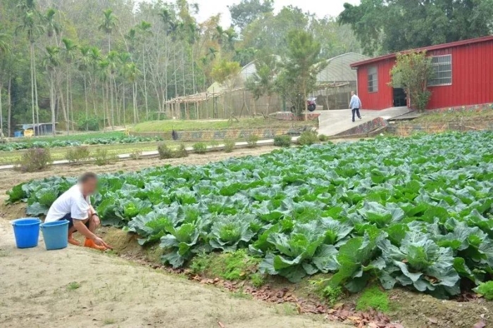 臺(tái)南明德外役監(jiān)獄服刑人員負(fù)責(zé)菜園工作。來(lái)源：聯(lián)合報(bào)資料圖