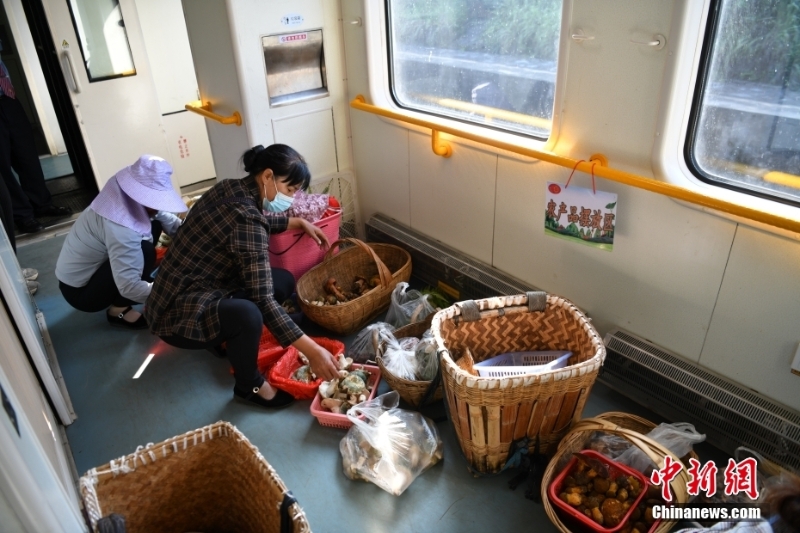 圖為8月9日，登車后，陳興菊和同鄉(xiāng)便馬不停蹄地將野生菌分裝到小籃子里。 <a target='_blank' href='/'>中新社</a>記者 劉冉陽(yáng) 攝