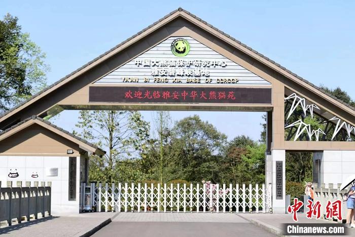 雅安中國(guó)大熊貓?jiān)?。中?guó)大熊貓保護(hù)研究中心供圖。