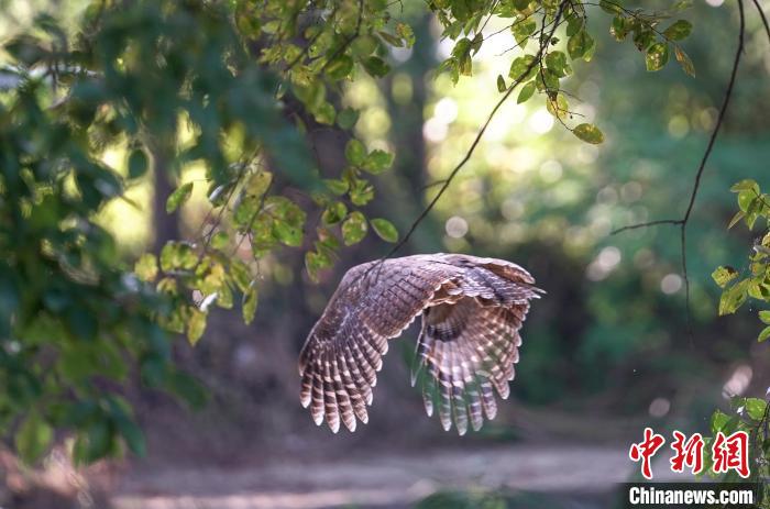 褐林鸮被放飛后，又繞飛回來，再次注視大家，依依惜別?！∥河狼?攝