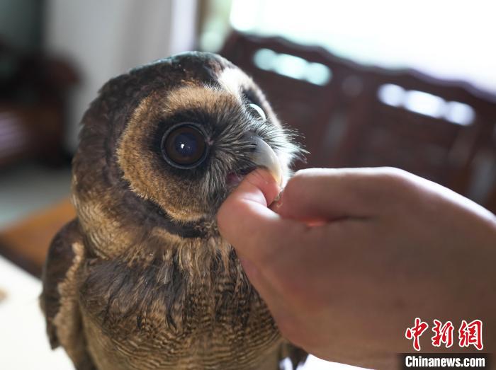 脫離險境的褐林鸮緊緊拉住“親人”，表達(dá)“感激”之情?！∥河狼?攝