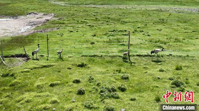 圖為“高原仙子”黑頸鶴一家四口。　澤庫(kù)縣委宣傳部 供圖