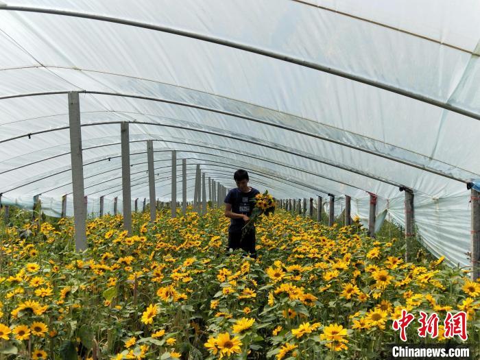 李建耀在大棚內(nèi)查看向日葵。　趙國(guó)華 攝