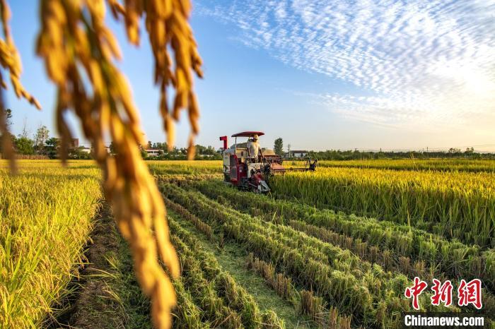 水稻進入收獲期。李明　攝
