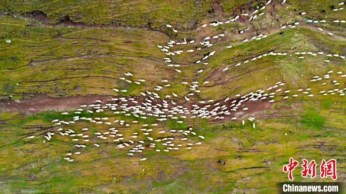 新疆和碩縣十萬牲畜迎來秋季轉(zhuǎn)場（圖）