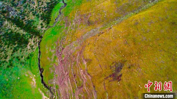 新疆和碩縣的十萬頭(只)牲畜迎來秋季轉(zhuǎn)場?！?龔其克加甫 攝