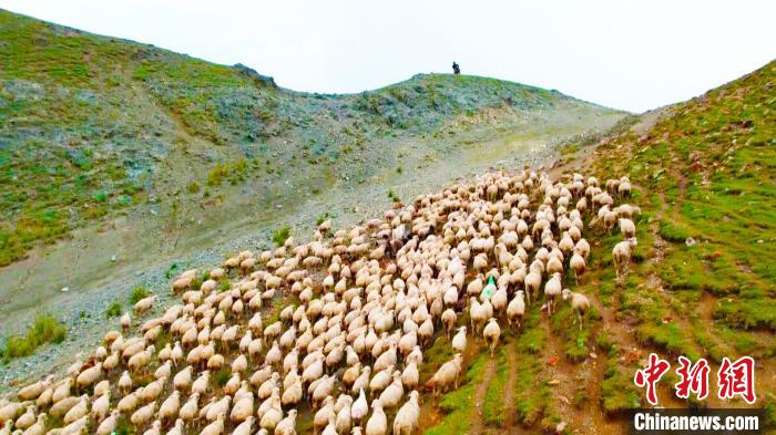 成百上千的牛羊在牧民的引導下翻山越嶺，場面十分壯觀。　 龔其克加甫 攝